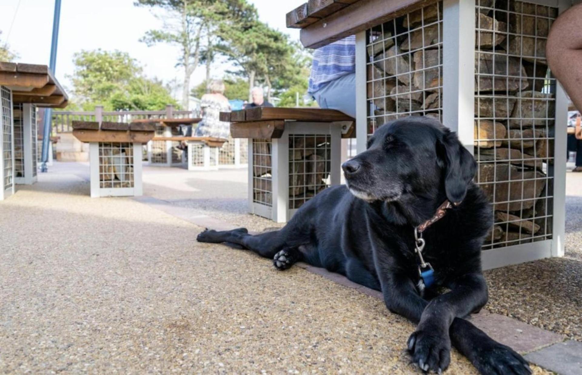 Newquay Bay Resort Sandy Toes - Pet Friendly Dış mekan fotoğraf